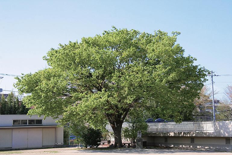 石川台中学校の画像