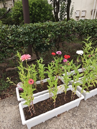 お花の写真です