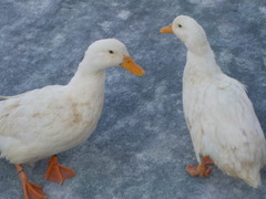 移動動物園