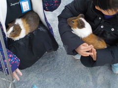 移動動物園