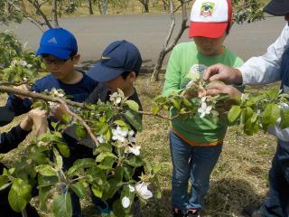 リンゴの摘花体験