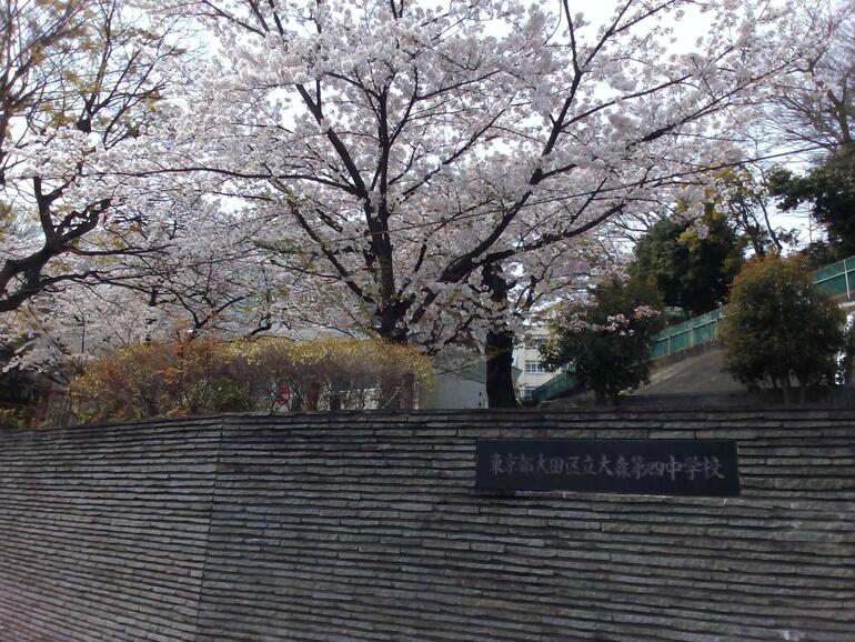 大森第四中学校の桜