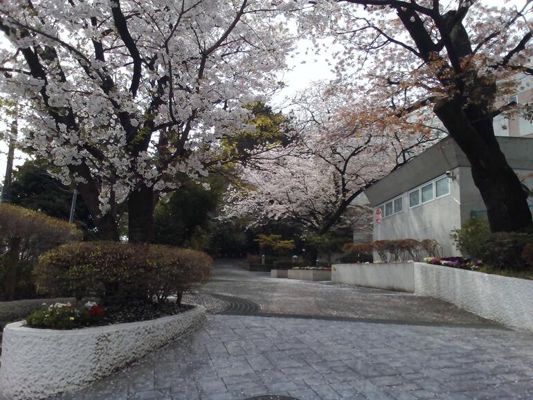 大森第四中学校の桜道