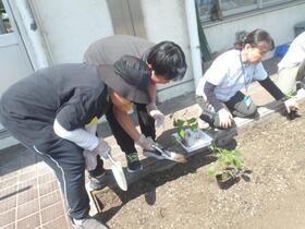 taneue