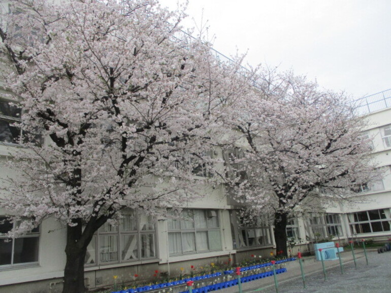桜