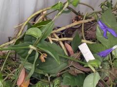 地域清掃の様子